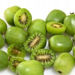 Aktinídia mini kiwi (Actinidia arguta) ´WEIKI´ - výška 20-30 cm, kont. P9/P11